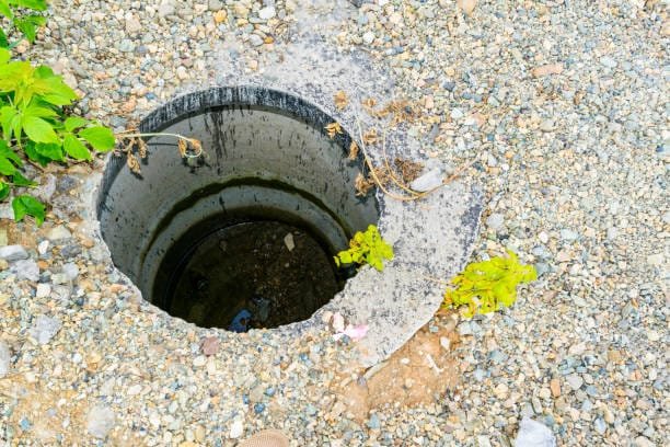 Tree Roots in Your Sewer Line